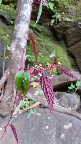 Foto dokumenter Cissus discolor