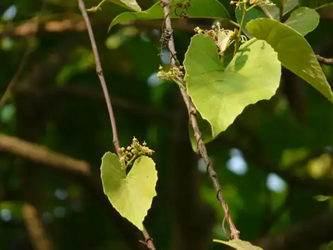 Foto dokumenter Cissus repanda