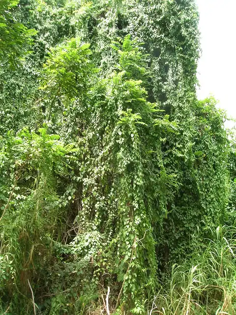 Foto dokumenter Cissus verticillata