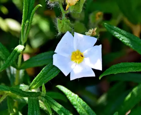 Foto dokumenter Cistus monspeliensis