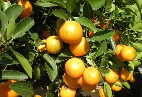 Buah Citrus japonica yang dicatat sumber sebagai 'Crassifolia'.
