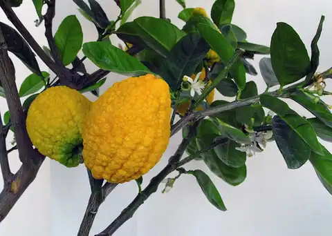 Citrus medica kultivar 'Aurantiata' pada pameran Wiener Zitrustage 2012.