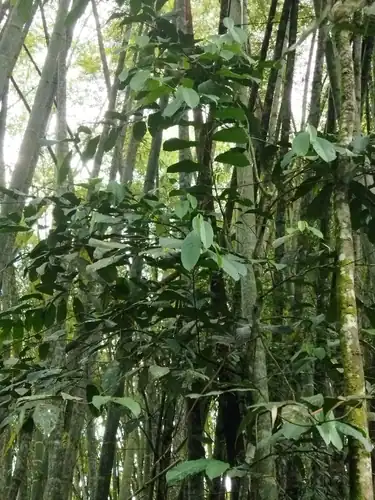 Foto dokumenter Clarisia biflora