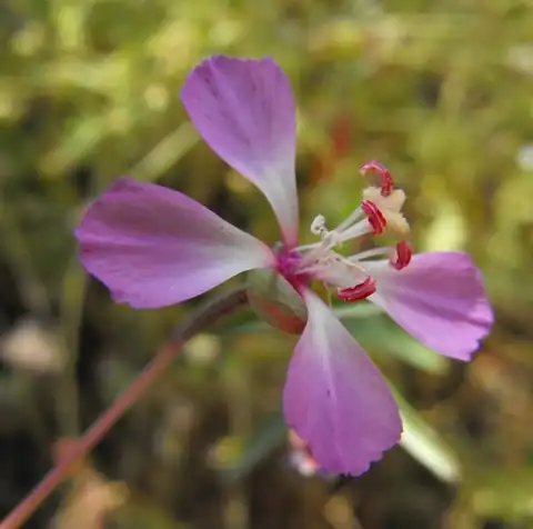 Foto dokumenter Clarkia delicata