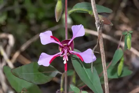 Foto dokumenter Clarkia unguiculata