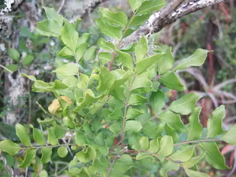Foto dokumenter Clausena anisata