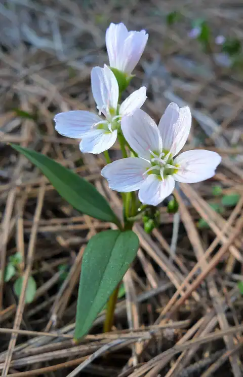 Foto dokumenter Claytonia lanceolata