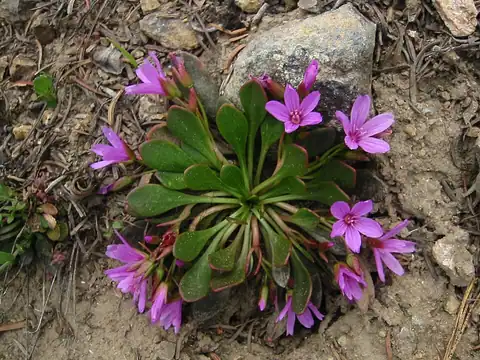 Foto dokumenter Claytonia megarhiza