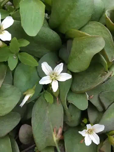 Foto dokumenter Claytonia nevadensis