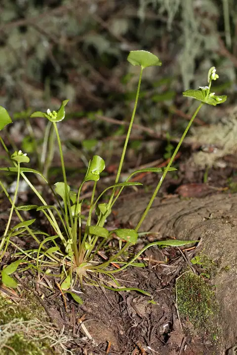 Foto dokumenter Claytonia perfoliata