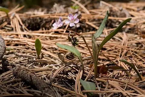 Foto dokumenter Claytonia rosea