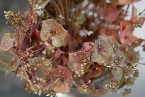 Foto dokumenter Claytonia rubra