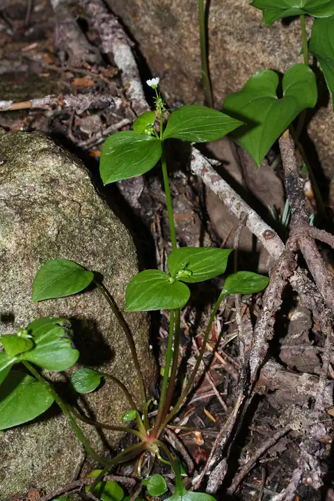 Foto dokumenter Claytonia sibirica