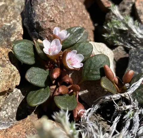Foto dokumenter Claytonia umbellata