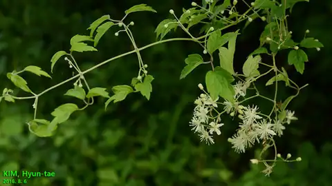 Foto dokumenter Clematis apiifolia
