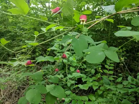 Foto dokumenter Clematis glaucophylla