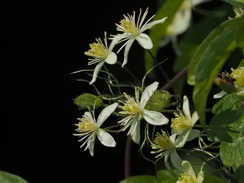 Foto dokumenter Clematis grata