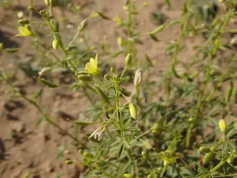 Foto dokumenter Cleome brachycarpa