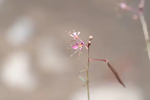 Foto dokumenter Cleome iberica