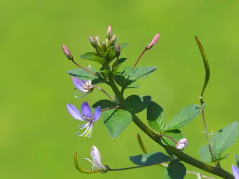Foto dokumenter Cleome rutidosperma