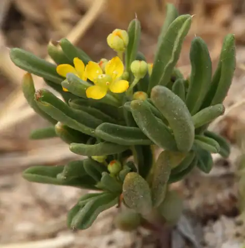 Foto dokumenter Cleomella brevipes