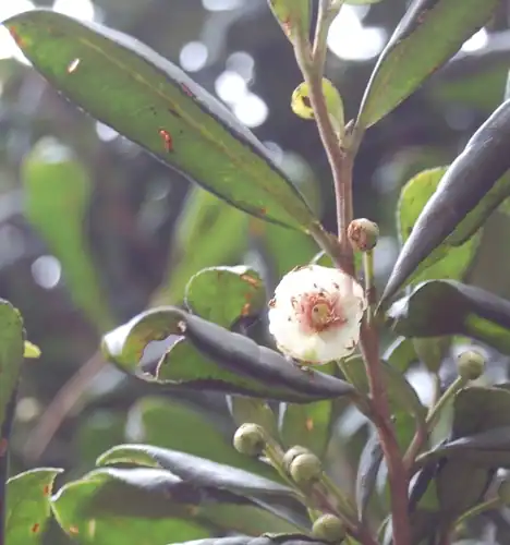 Foto dokumenter Cleyera theoides