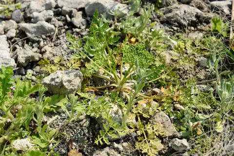 Foto dokumenter Cnidium monnieri