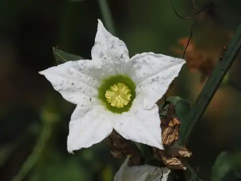 Foto dokumenter Coccinia grandis