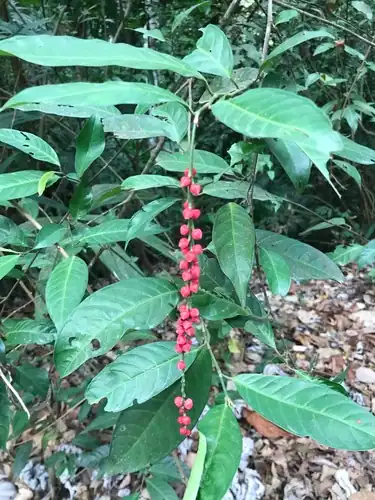 Foto dokumenter Coccoloba acuminata