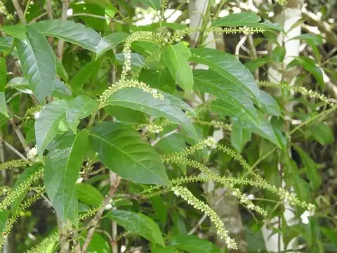 Foto dokumenter Coccoloba hondurensis