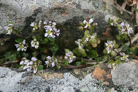 Foto dokumenter Cochlearia danica