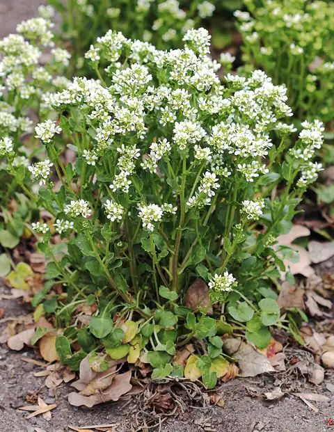 Foto dokumenter Cochlearia officinalis