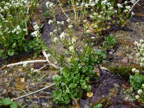 Foto dokumenter Cochlearia pyrenaica