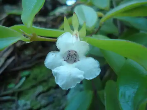 Foto dokumenter Codonanthe gracilis