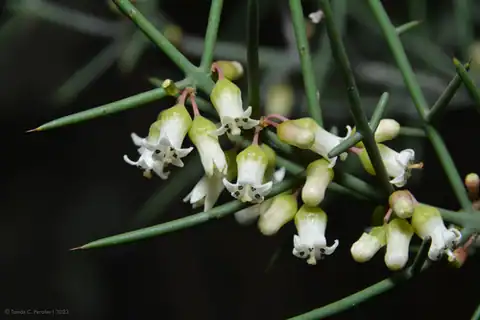 Foto dokumenter Colletia spinosissima