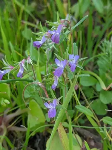 Foto dokumenter Collinsia sparsiflora