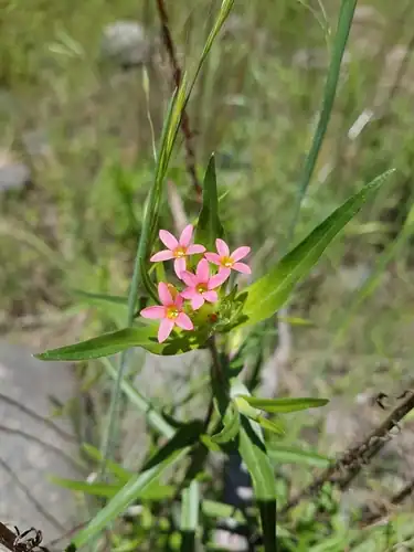 Foto dokumenter Collomia biflora