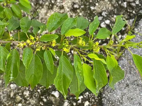 Foto dokumenter Colubrina elliptica