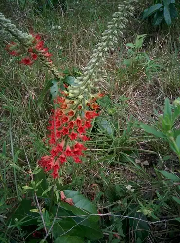 Foto dokumenter Combretum cacoucia