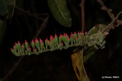 Foto dokumenter Combretum coccineum