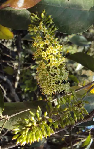 Foto dokumenter Combretum latifolium