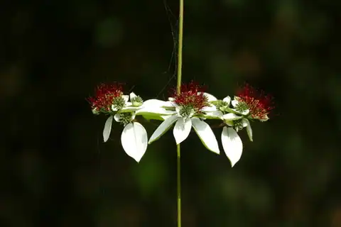 Foto dokumenter Combretum racemosum
