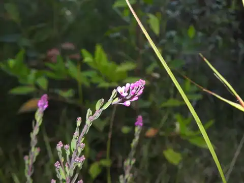 Foto dokumenter Comesperma hispidulum