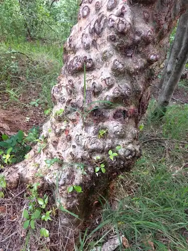 Foto dokumenter Commiphora caudata