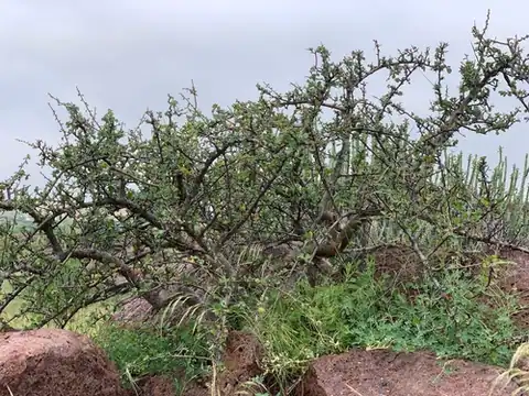 Foto dokumenter Commiphora wightii