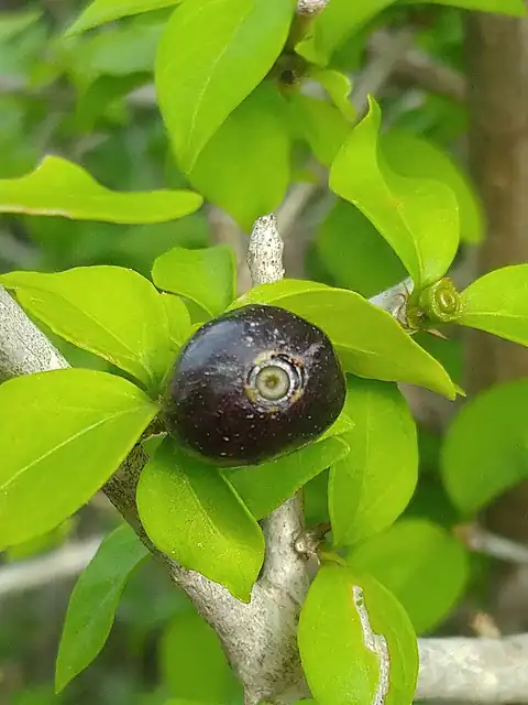 Foto dokumenter Condalia hookeri