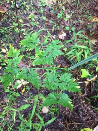 Foto dokumenter Conioselinum chinense