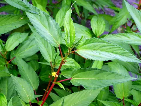 Foto dokumenter Corchorus capsularis