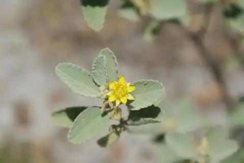 Foto dokumenter Corchorus hirsutus
