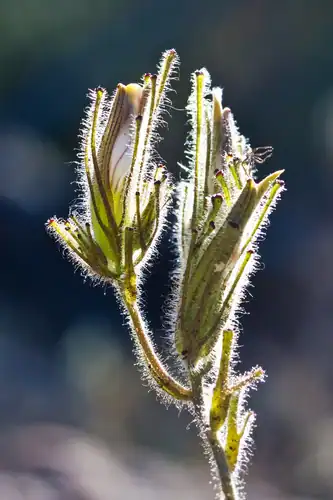 Foto dokumenter Cordylanthus nidularius